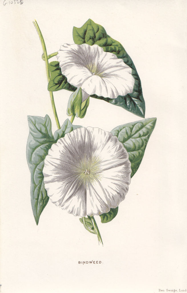 FLOWERS. Bindweed c1895 old antique vintage print picture